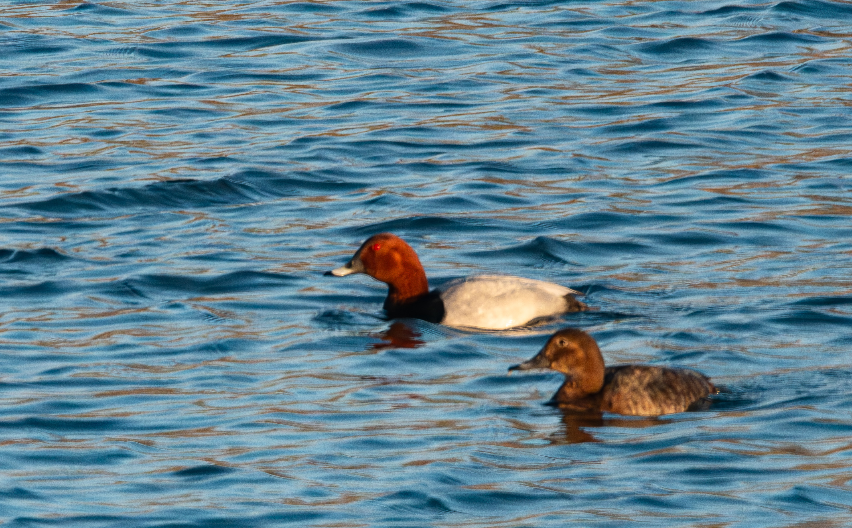 Fuligules milouin (Common pochard, Aythya ferina), couple nuptial, Réserve Naturelle de Mont- Bernanchon, Hauts de France.